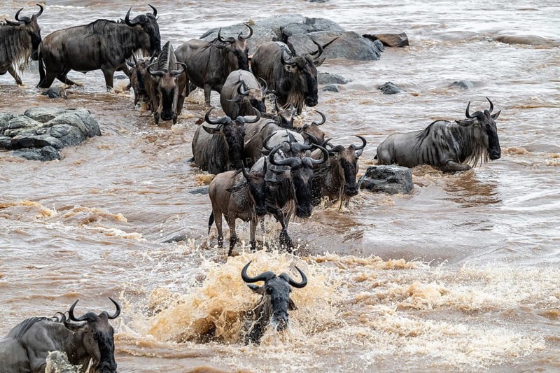 The Great Migration: Huge herds of wildebeest (Connochaetes taurinus) cross the Mara River and swim to the other side, on the verge of drowning, close-up of the herd, Serengeti, Tanzania