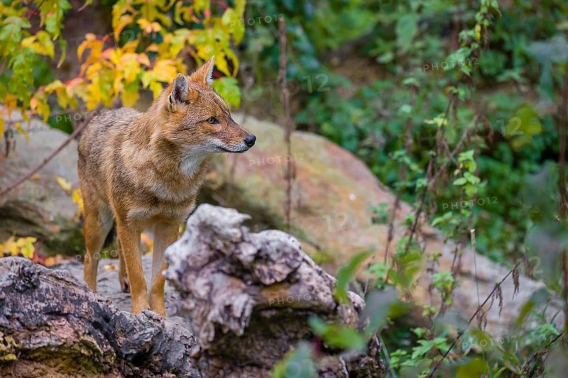 One golden jackal (Canis aureus) stands on a fallen tree trunk. Behind him is a tree in intense autumn colours
