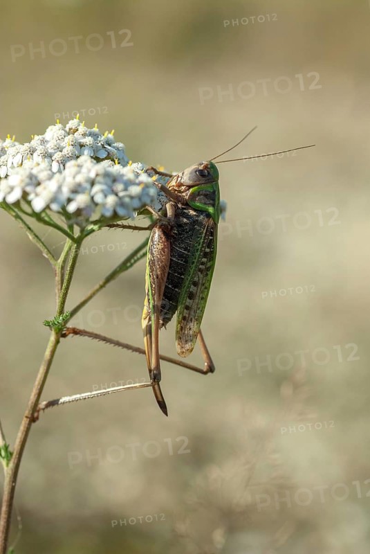 Brandenburg, Decticus Verrucivorus, Germany, grasshoppers, locusts, Nabu, national natural heritage, natural paradise Grünhaus, wart biters, post-mining landscape, ensifera, grasshoppers, grasshoppers, grasshoppers, high size, portrait format, insects, long-feeler scare, wait biter