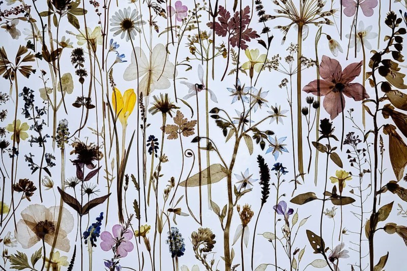 Dried plants with flowers of various colors against a brightly lit background, excerpt from the work Herald of Spring by artist Amy Shelton, Saachi Gallery, London, Great Britain, England, Great Britain