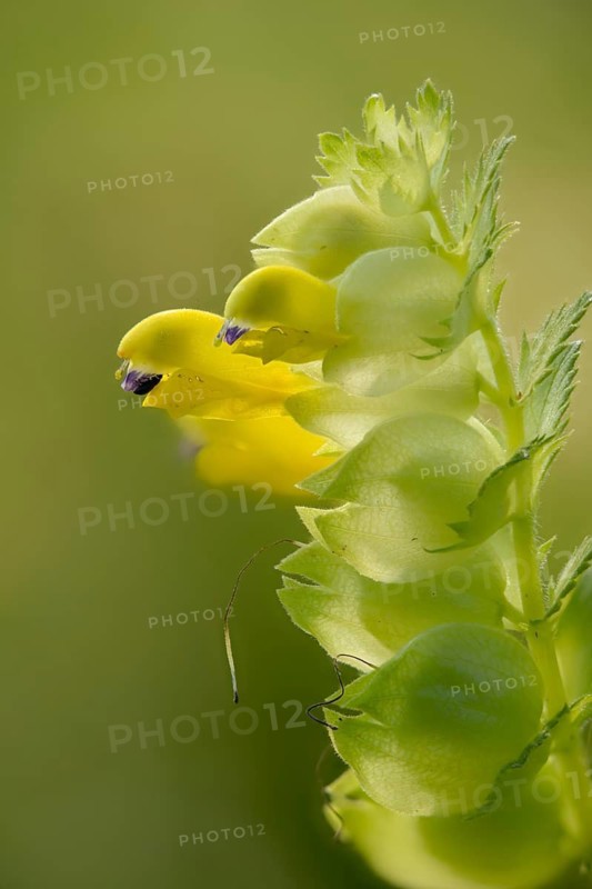 Brownroot, glandular rattlespot, rhinanthus rumelicus, scrophulariaceae, flora, high size, portrait, rattlespot, plants, plants