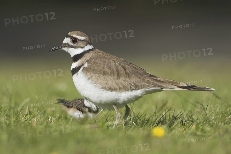 Killdeer (Charadrius vociferus), British Columbia, Canada