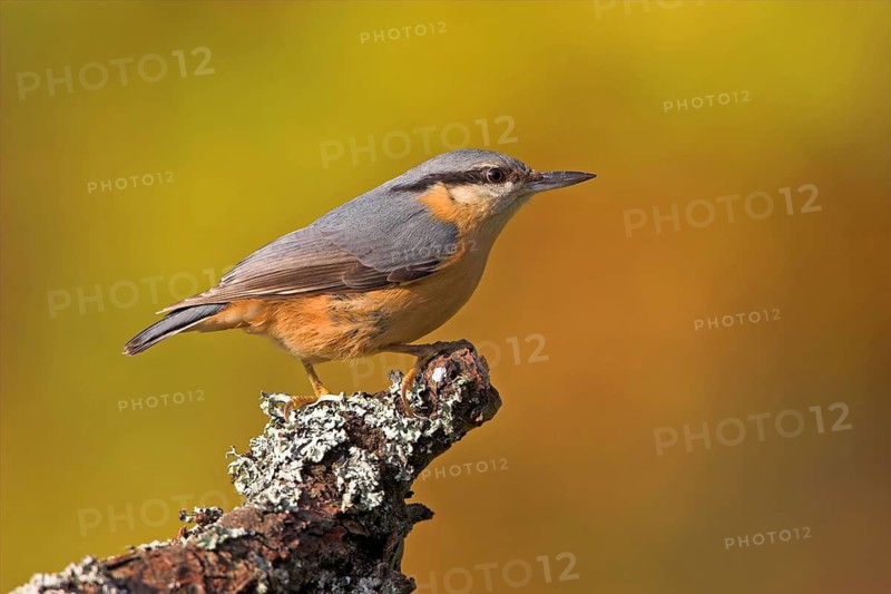 Eurasian nuthatch (Sitta europaea), Sittelle torchepot, Trepador Azul, Battenberg, Tiszaalpár, Kiskunsági National Park, Bács-Kiskun, Hungary