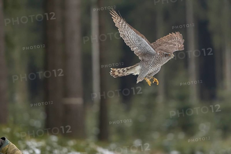 Northern goshawk, Accipiter gentilis, flying through a forest in winter and lands on a dead branch of a tree