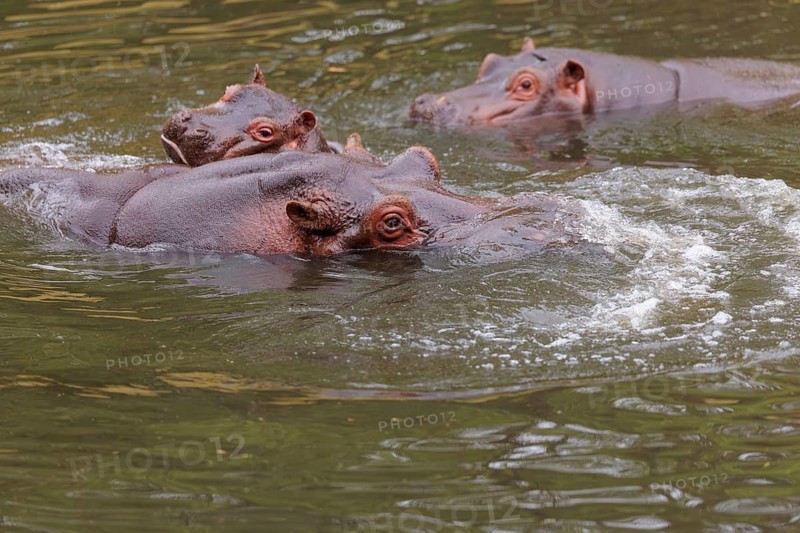 A young hippopotamus (Hippopotamus amphibius) plays with its mother in the water. A third hippopotamus gets too close and is chased away. Democratic Republic of the Congo, Uganda, Tanzania, Kenya, Ethiopia, Somalia, Sudan, Gambia, South Africa