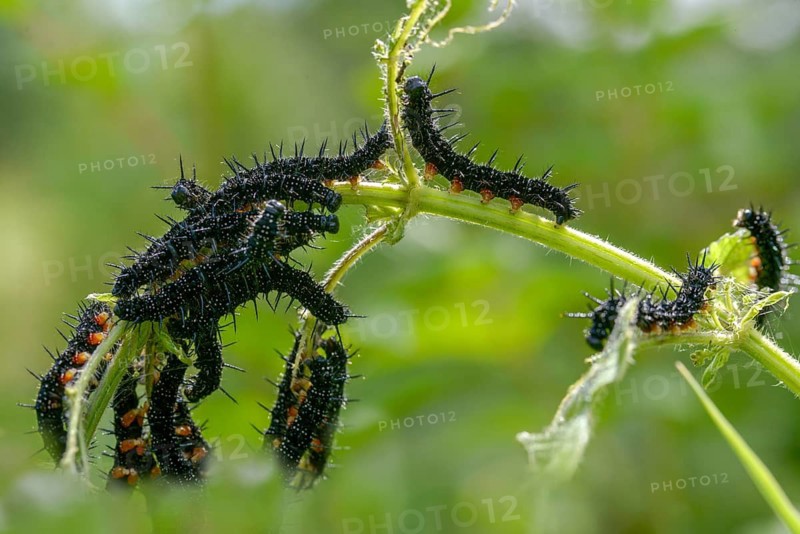 Aglais io, Inachis io, Nymphalis io, peacock butterfly, peacock, butterfly, inchworm, insects, insects, caterpillar, butterfly, butterflies