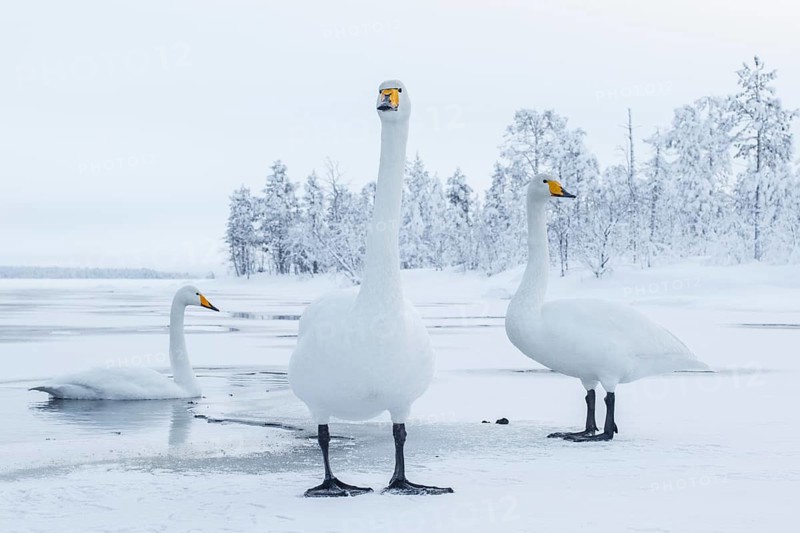 Whooper Swan (Cygnus cygnus) group, Finland