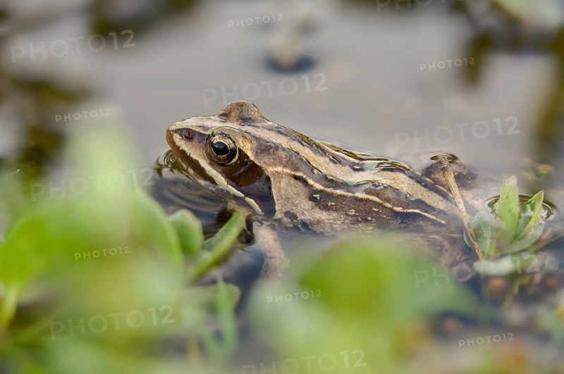 Moor frog, moor frog, rana arvalis, amphibians, amphibians, frog, frogs, amphibians