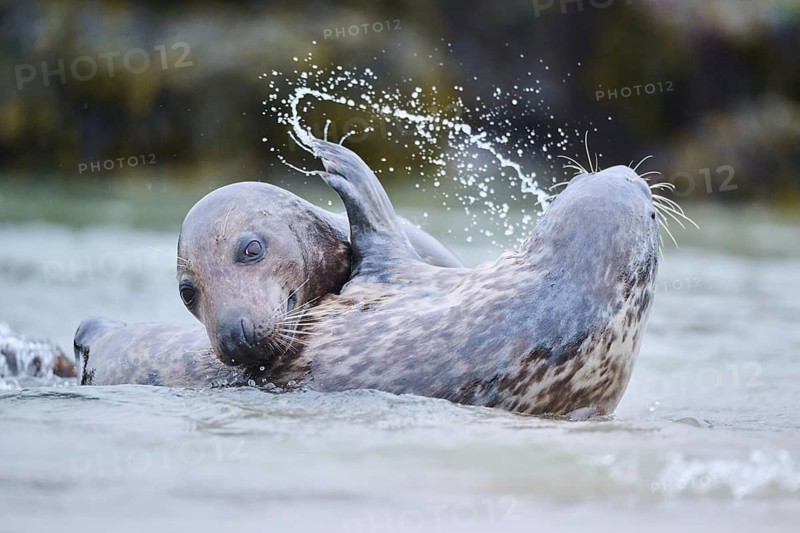 Grey seal (Halichoerus grypus) playing with each other in the water, sea, Düne, Helgoland, Schleswig-Holstein, Germany