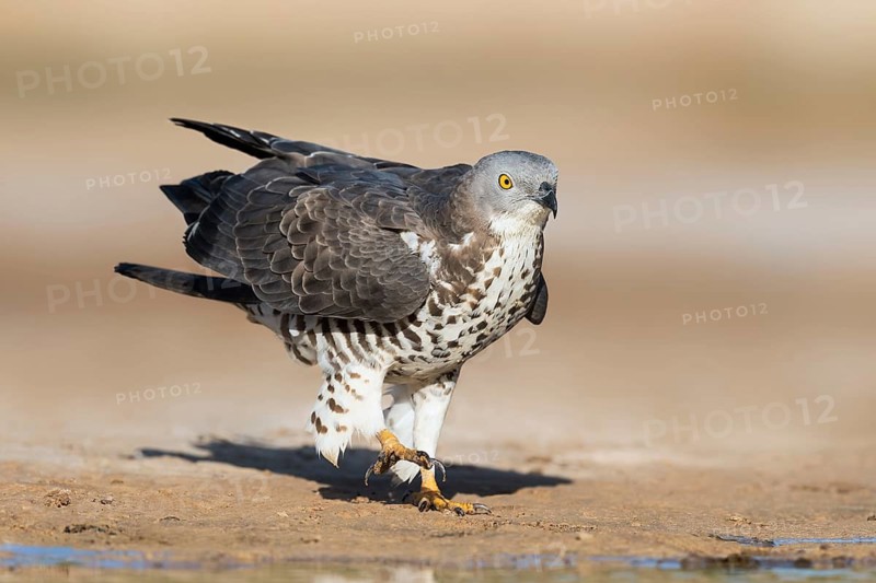 European Honey Buzzard (Pernis apivorus), Eilat, Israel
