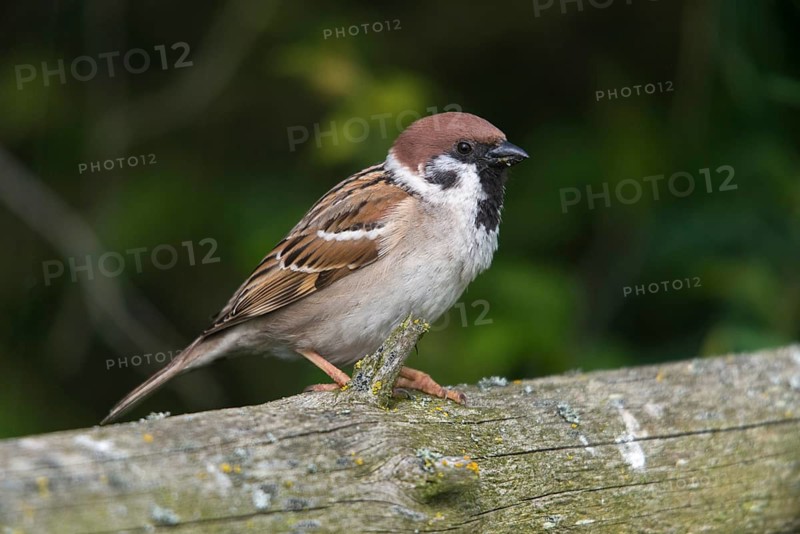 Tree Sparrow, Passer Montanus, Sparrow, Tree Sparrow, Birds, Passeri, Songbirds, Sparrow, Sparrow, Sparrow, Sparrow, Sparrow, Birds