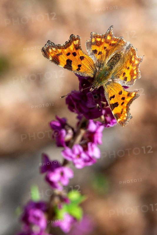 C-butterfly, Daphne Mezereum, real Daphne, February Daphne, common Daphne, common Daphne, common Daphne, Cellar neck, Nymphalis C-album, Polygonia C-album, Daphne, Sparrow tongues, Thymelaeaceae, Butterfly, Flora, spring, high size, portrait format, insects, mezereon, mezereon Eum, plants, butterflies, spring, spurge laurel, spurge olive, butterflies
