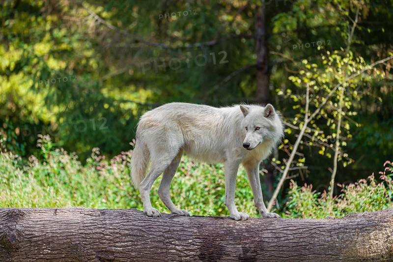 An Arctic wolf (Canis lupus arctos) stands on a fallen tree trunk