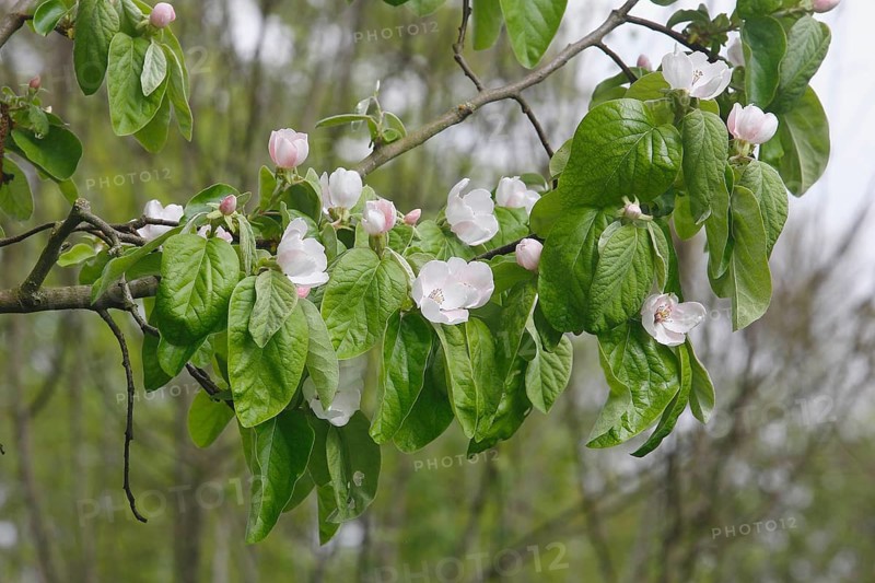 Flowering quince tree (Cydonia oblonga), apple quince? North Rhine-Westphalia, Germany