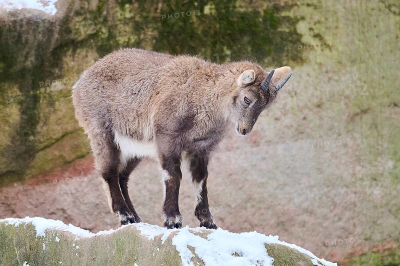 Alpine ibex (Capra ibex) youngster in winter, snow, Bavaria, Germany
