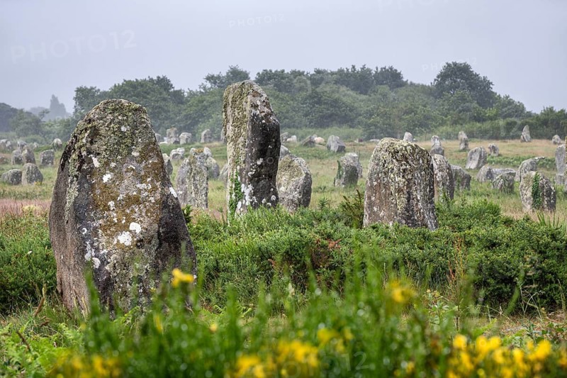 Prehistoric menhirs from the Neolithic period, hinkel stones, alignements of Carnac, archaeological excavation site with prehistoric megalithic formations and granite stones in the middle of a natural meadow, Carnac, Morbihan department, Brittany, France