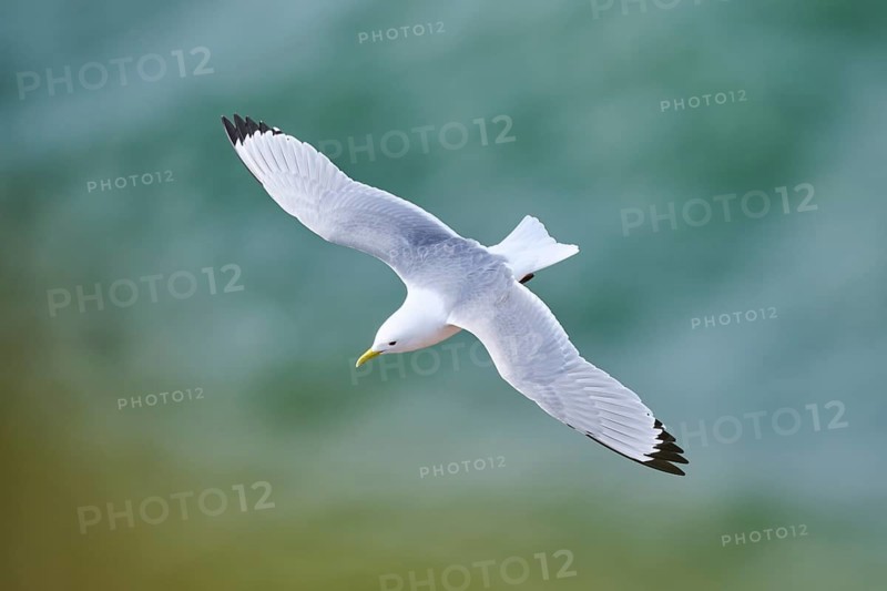 Common gull or sea mew (Larus canus) flying over the sea, wildlife, Helgoland, Germany
