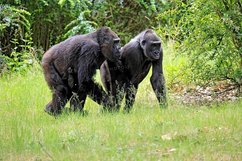 Western gorilla (Gorilla gorilla), adult, female, two, walking