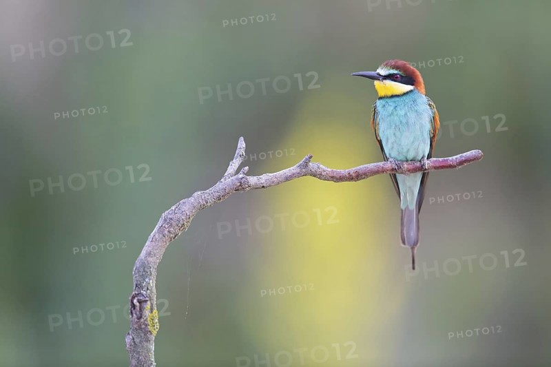 Bee-eater, (Merops apiaster), Animals, Birds, Raptor family, Perching station, Muselievo, Muselievo, Pleven, Bulgaria