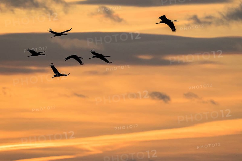 Common Crane (Grus grus) group flying, Castile-La Mancha, Spain