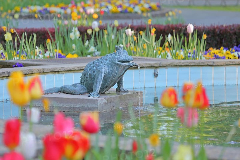 Frog Princess sculpture by Ewald Rumpf 2012, fountain with water basin, modern art, bronze sculpture, fairy tale figure, frog king, frog figure, colorful flower bed with tulips in spring, flower-bed, castle park, Rotenburg an der Fulda, Hesse, Germany