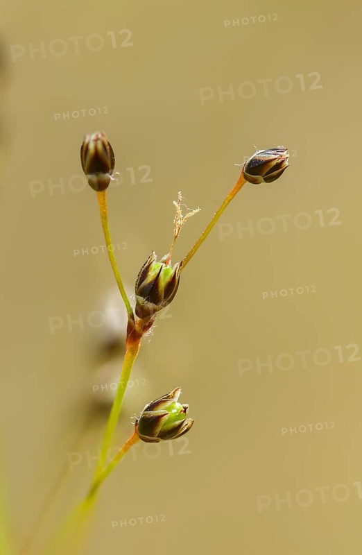 Hairy groves, hairy marbles, rushes, spring groves, hairgroves, grogroves, juncaceae, luzula pilosa, flora, hairy wood rush, high size, vertical format, plants, plants