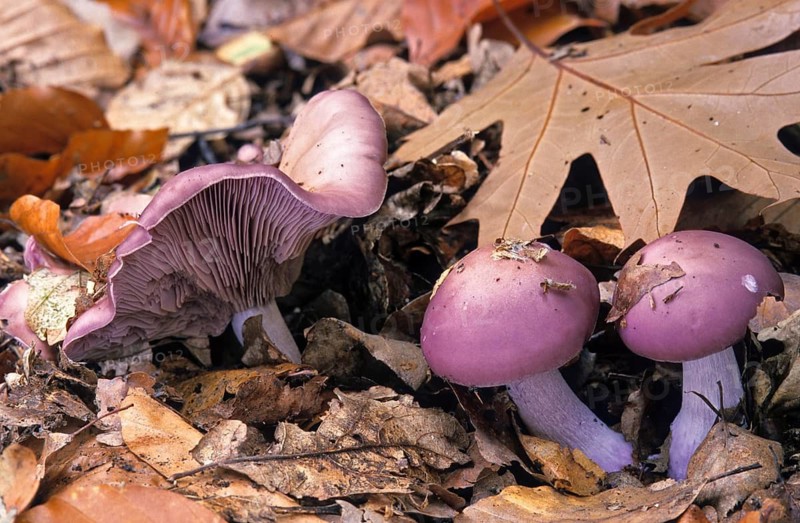 Blue rubella knight, brown-blue rubella knight, lepista nuda, naked rubella knight, purple rubella knighterling, purple rubella funnel, wood blewit, fungi, fungi, mushrooms