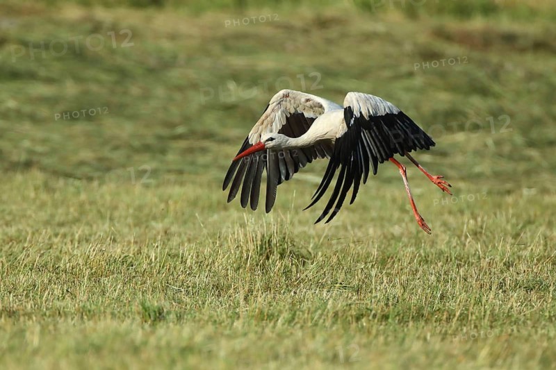 A stork flies just above a meadow with its wings outstretched, white stork (Ciconia ciconia), farmland, Mannheim, Baden-Württemberg, Germany