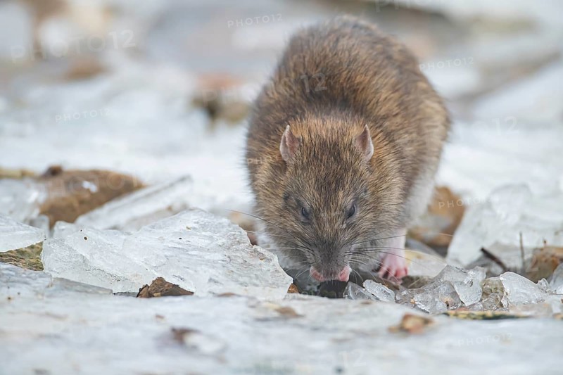 Brown rat (Rattus norvegicus) adult rodent animal feeding on seed on ice in winter, England, United Kingdom