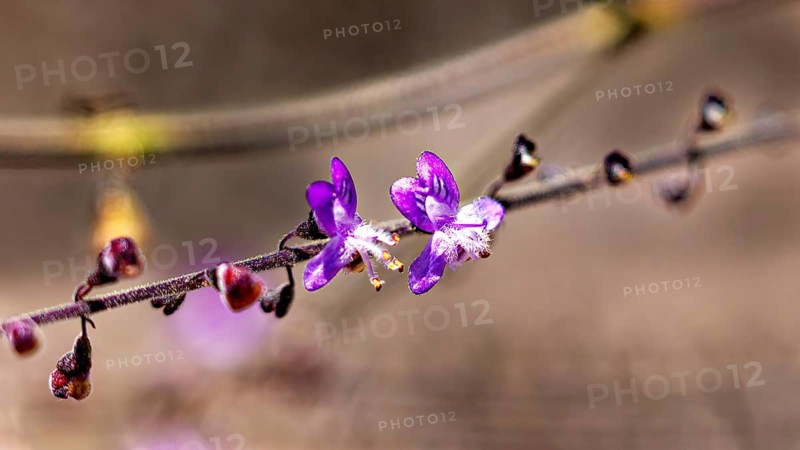 A close-up of delicate purple flowers on a twig, with a blurred background that conveys a tranquil spring atmosphere, the purple flowers of the milk-vetch (Polygala comosa) in Bahia, Brazil