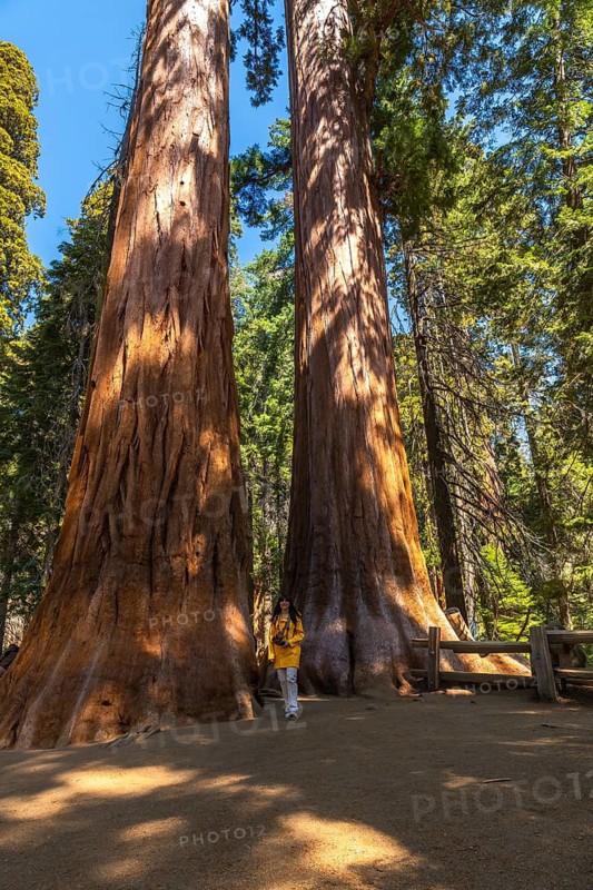 Young female tourist walking among towering giant sequoia trees, dwarfed by their immense scale, experiencing the awe and wonder of nature in sequoia national park