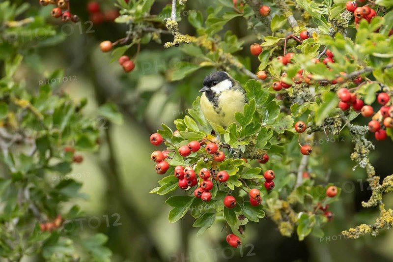 Great tit (Parus major) adult garden bird in a hawthorn hedgerow with red berries in summer, England, United Kingdom