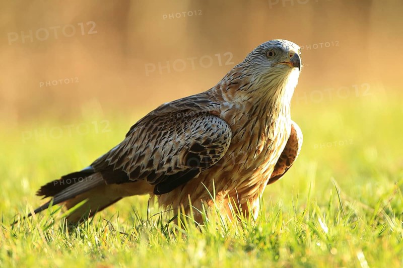 A bird of prey stands in a green meadow, bathed in warm sunlight, a red kite (Milvus milvus) perched in a meadow, in a field, wildlife, Baden-Württemberg
