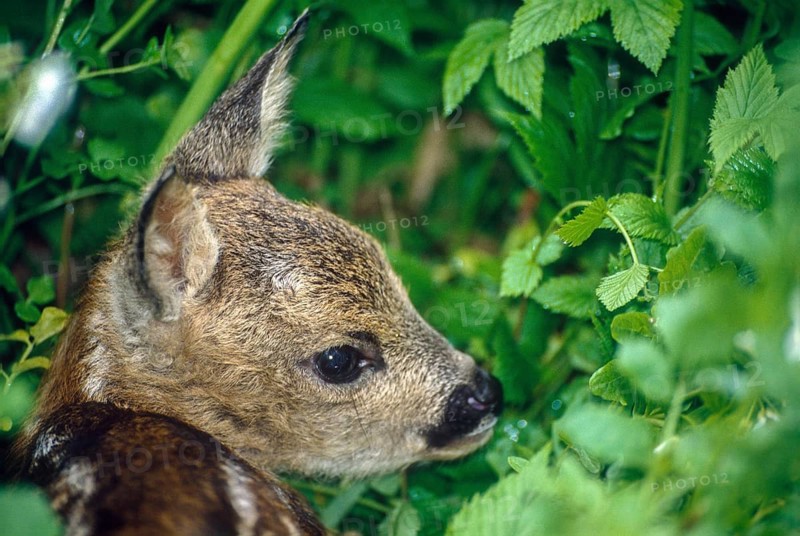 Artiodactyla, Capreolus Capreolus, even-toed ungulate, cloven-hoofed, deer, roe deer, juv., juvenile, fawn, mammals, mammals