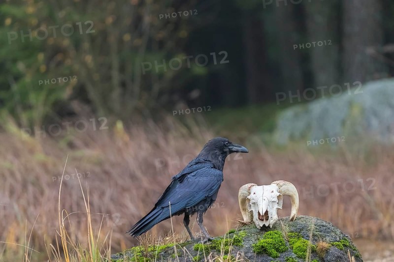 One common raven (Corvus corax) standing on a rock, searching for food on a ram skull. On a dry lakeshore on an autumnal misty cold morning