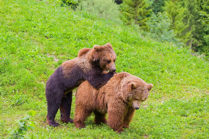 A young male Eurasian brown bear (Ursus arctos arctos) and a much older female mate (sort of) at the edge of a forest