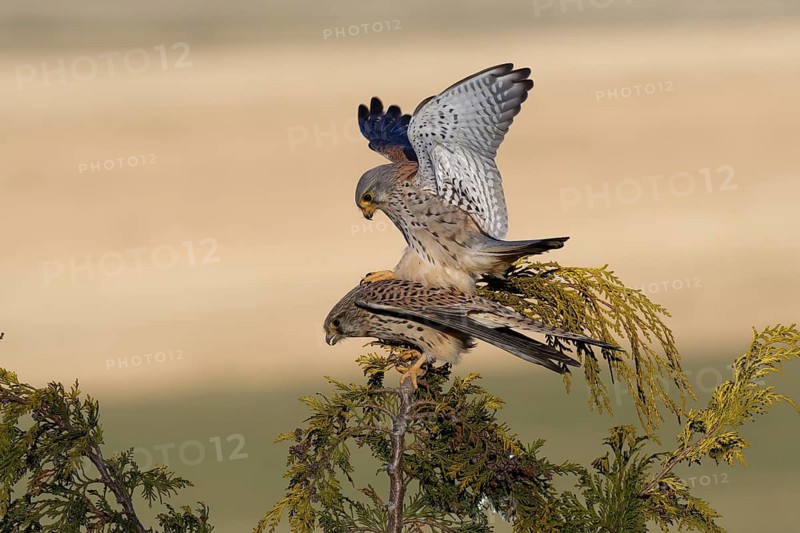 Common Kestrel (Falco tinnunculus) pair mating, Saxony, Germany