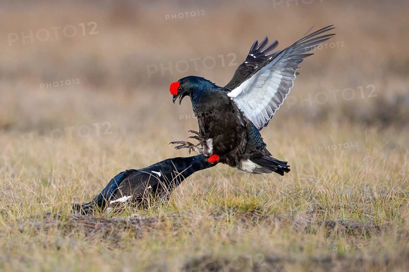 Black grouse (Lyrurus tetrix), black grouse courtship in Sweden, Fågelsjö, Gävleborgs län, Sweden