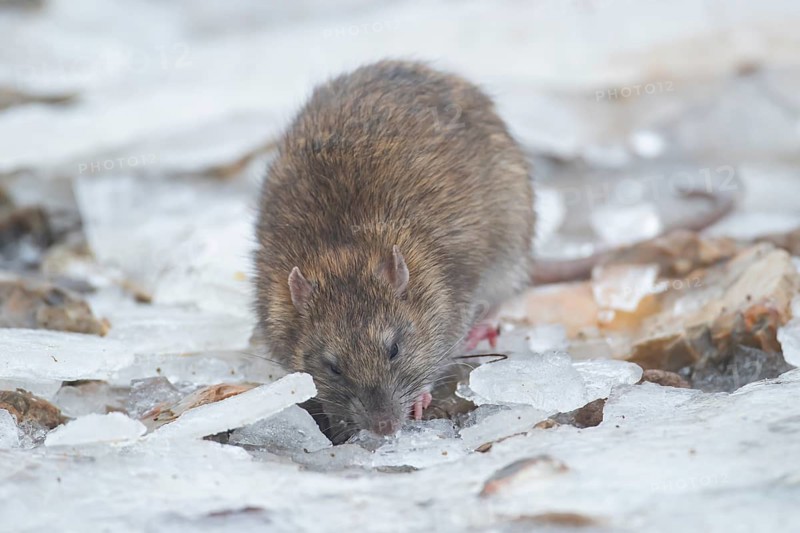 European brown rat (Rattus norvegicus) adult animal searching for food on ice of a frozen lake in winter, England, United Kingdom