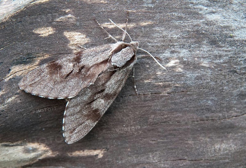 Hyloicus pinastri, pine swarmer, pine hawk moth, sphinx pinastri, pine arrow, butterfly, insects, moths, moths, moths, butterfly