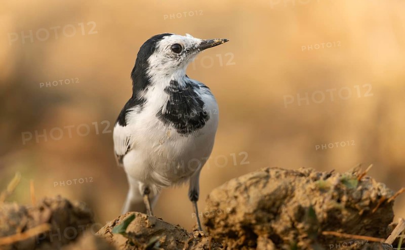 A white wagtail (Motacilla alba) stands on the ground against a blurred background, Sreepur, Gazipur, Bangladesh