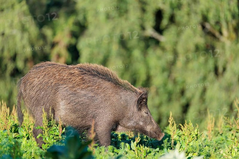 A female wild boar (Sus scrofa) is out foraging in a green clearing on a sunny morning. Bavaria, Germany