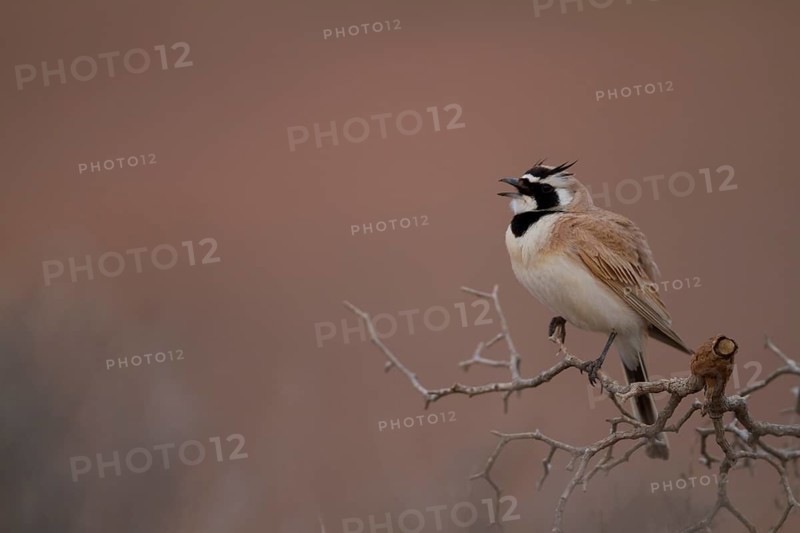 Temminck's Horned Lark - Saharaohrenlerche - Eremophila bilopha, Morocco