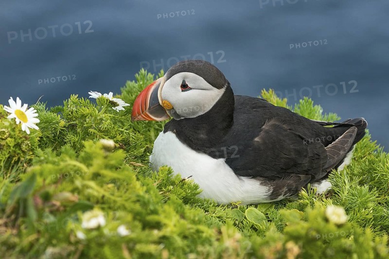 Atlantic Puffin (Fratercula arctica) on cliff, Iceland