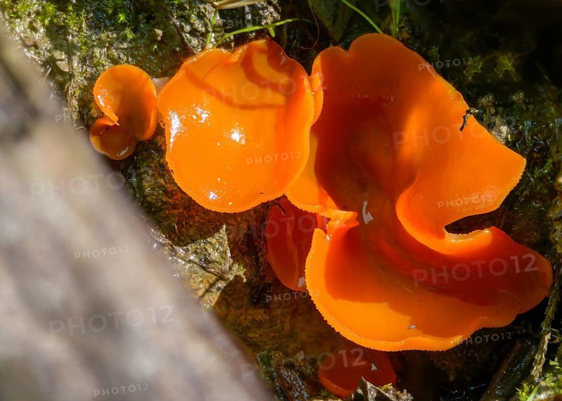 Aleuria aurantia, fiery red mug mushroom, common orange mug, orange mug, orange-red mug, peziza aurantia, fungi, fungus, orange peel fungus, mushrooms