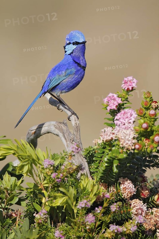 Splendid Fairywren (Malurus splendens) male, Western Australia, Australia