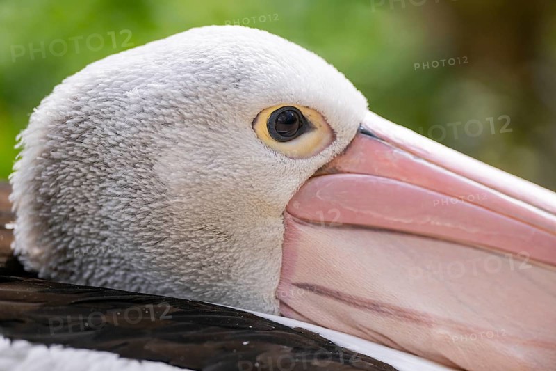 Australian pelican (Pelecanus conspicillatus), close-up, portrait, eye, captive, distribution australia