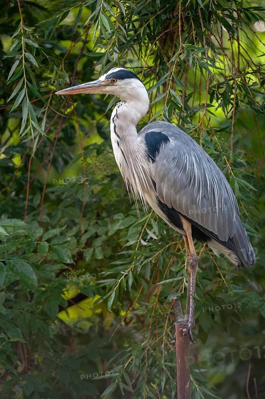 Ardea cinerea, heron, gray heron, birds, ciconiiformes, high size, portrait, heron, walking birds, wading birds, birds