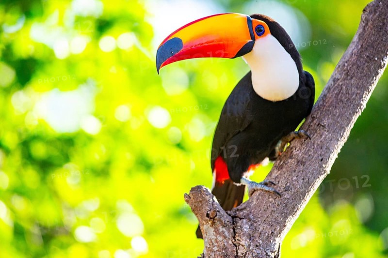 Giant toucan (Ramphastos toco) Pantanal Brazil