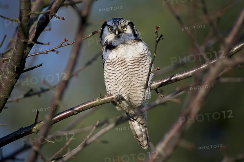 Northern Hawk-Owl (Surnia ulula), Saxony, Germany